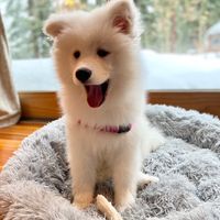 samoyedsunny