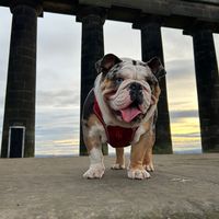 bowiethebulldog1