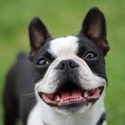 original sound - bostonterriervibe