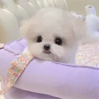 original sound - cutelittlepet369