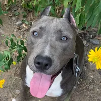 original sound - gray.pitbull