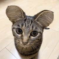 sillyburger_