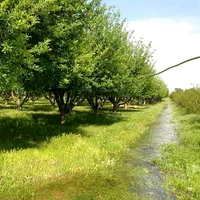 original sound - manal234590