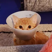 original sound - pennythegingercat