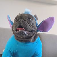 stitchthestardog