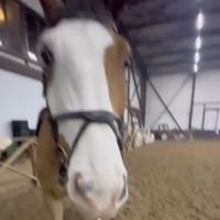 luisaa_equestrian