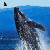 original sound - Whaleabc