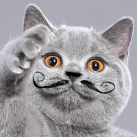 original sound - cutepetshow