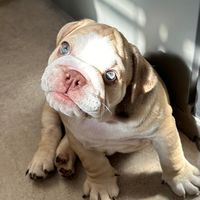rosco_fernandez