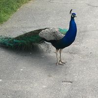 mannansaab8