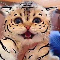 original sound - feimaobuhuibeng