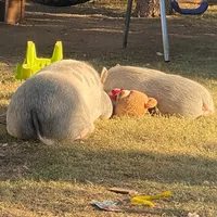 original sound - penny_the_pidoublegy