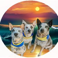myislandheelers