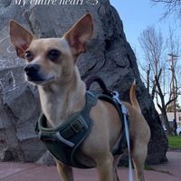 scoobychihuahaa