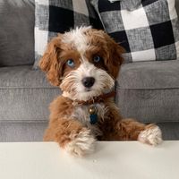 eyes.of.blue.cavapoo