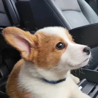 original sound - lilkungpaochicken