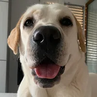 original sound - mrs.leadog