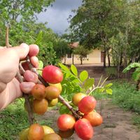 sou.da.roca.nordestina