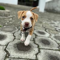 atenea_pitbull7