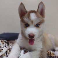 isishusky