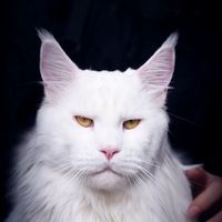 fiercemajestycattery