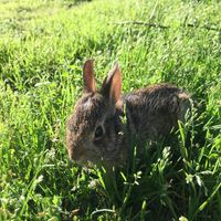 buttercupthebunny21