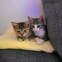 kittiescatitos