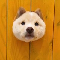 original sound - Tiktokdog