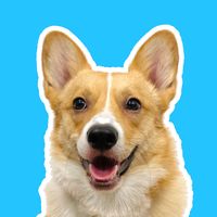 corgibobaa