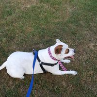 rosie_crazy_pup