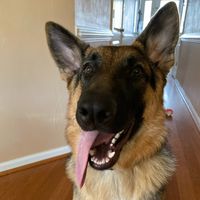 gunner_the_gsd