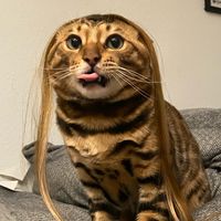 lil.leopard