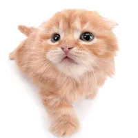 original sound - kittenswillruletheworld