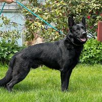 vls.kennel