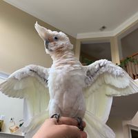 florencethebird