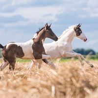 _horse_zone_