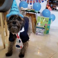 eldogmax