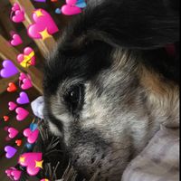 lillyca._.dog