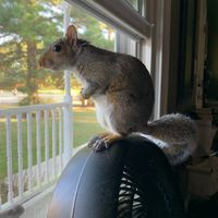 morty_the_squirrel
