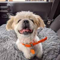 chesterfield_the_peke