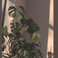 plantluvx