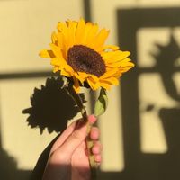 sunflower.collabaccount