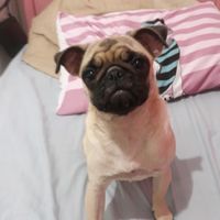 pug_dora
