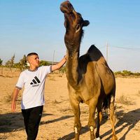 hamade_919191