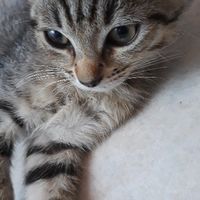 elettra_is_here