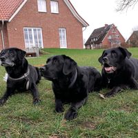 the.best.dog.gang