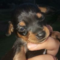 biscoito_the_dog