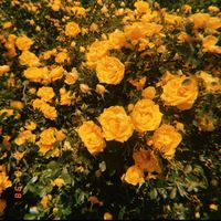 _.sun_.flower_.field