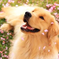 awesomepets1