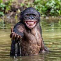monkeyschoolbox